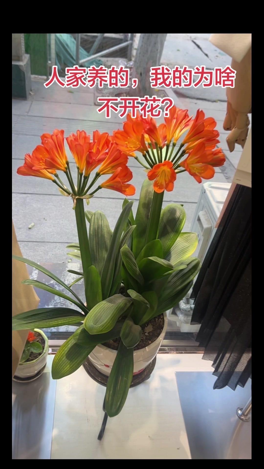 家里养了三年的君子兰终于开花！看到满枝橙红大花，突然懂了什么叫“花开富贵“～
