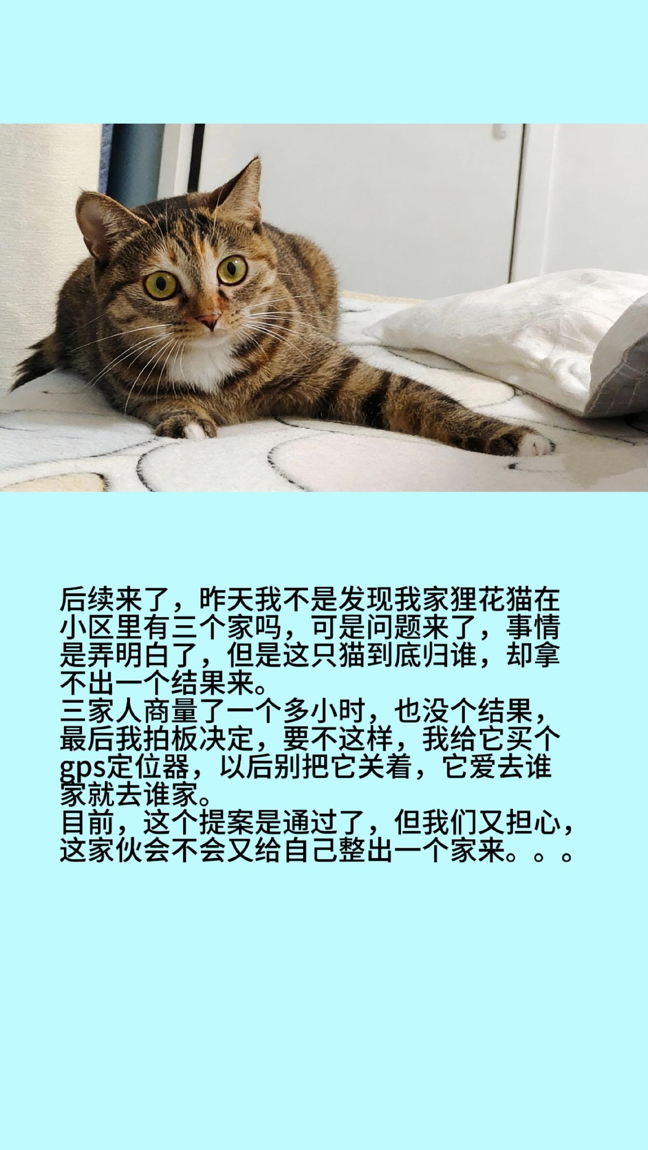 猫咪 狸花猫 渣猫