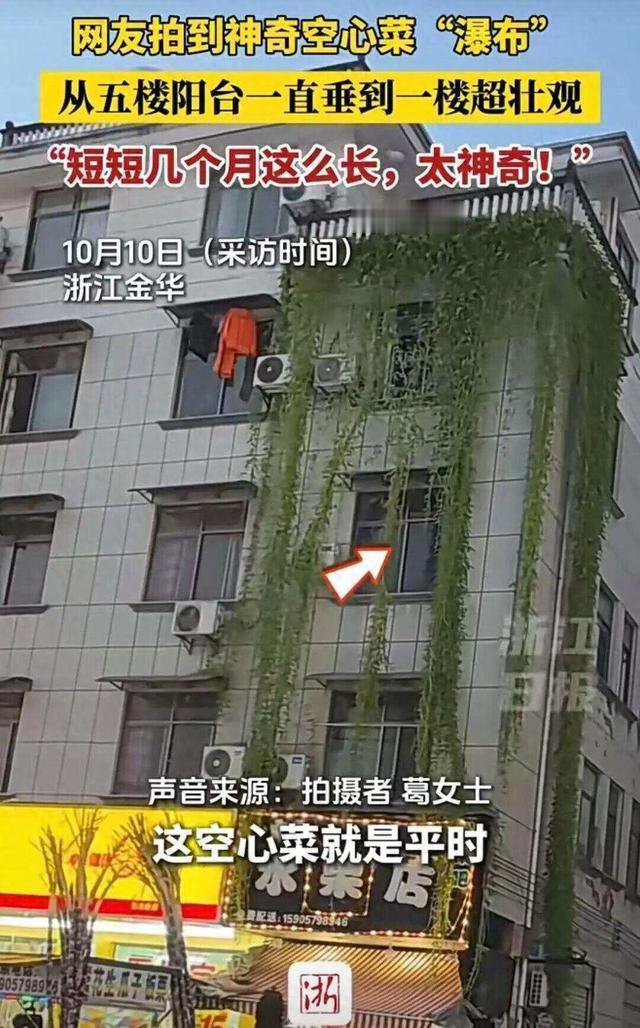 你们见过种菜能种出“瀑布”效果的吗？

在浙江金华，一栋普通的居民楼最近火了。有