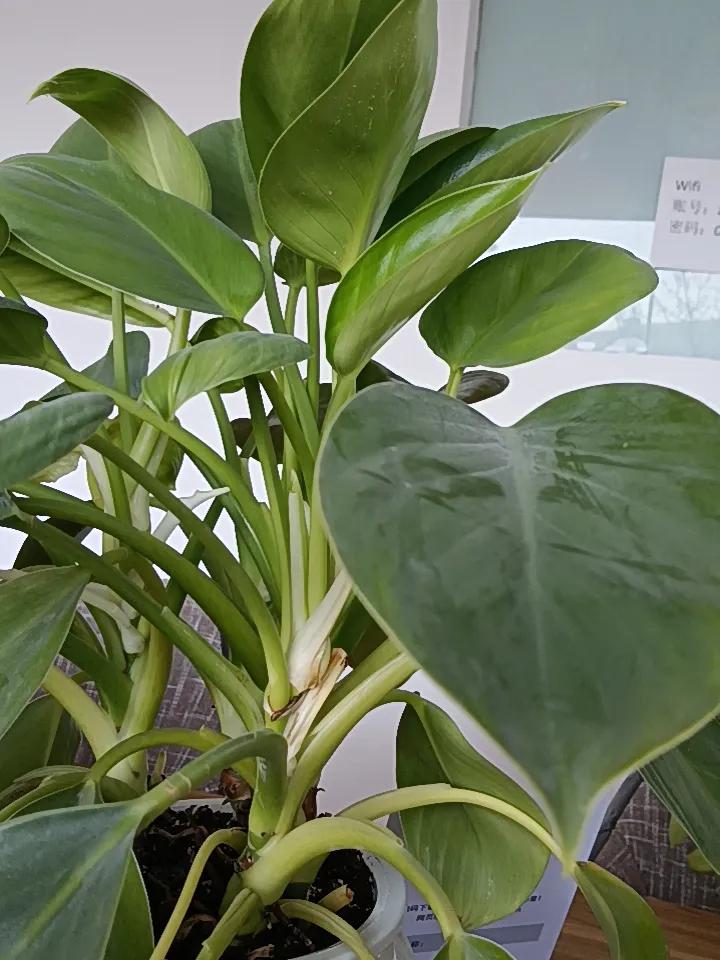 银雀山路上，办公室里的绿植也冷，再忍忍，春天马上就要来了——卜之丁工作日记