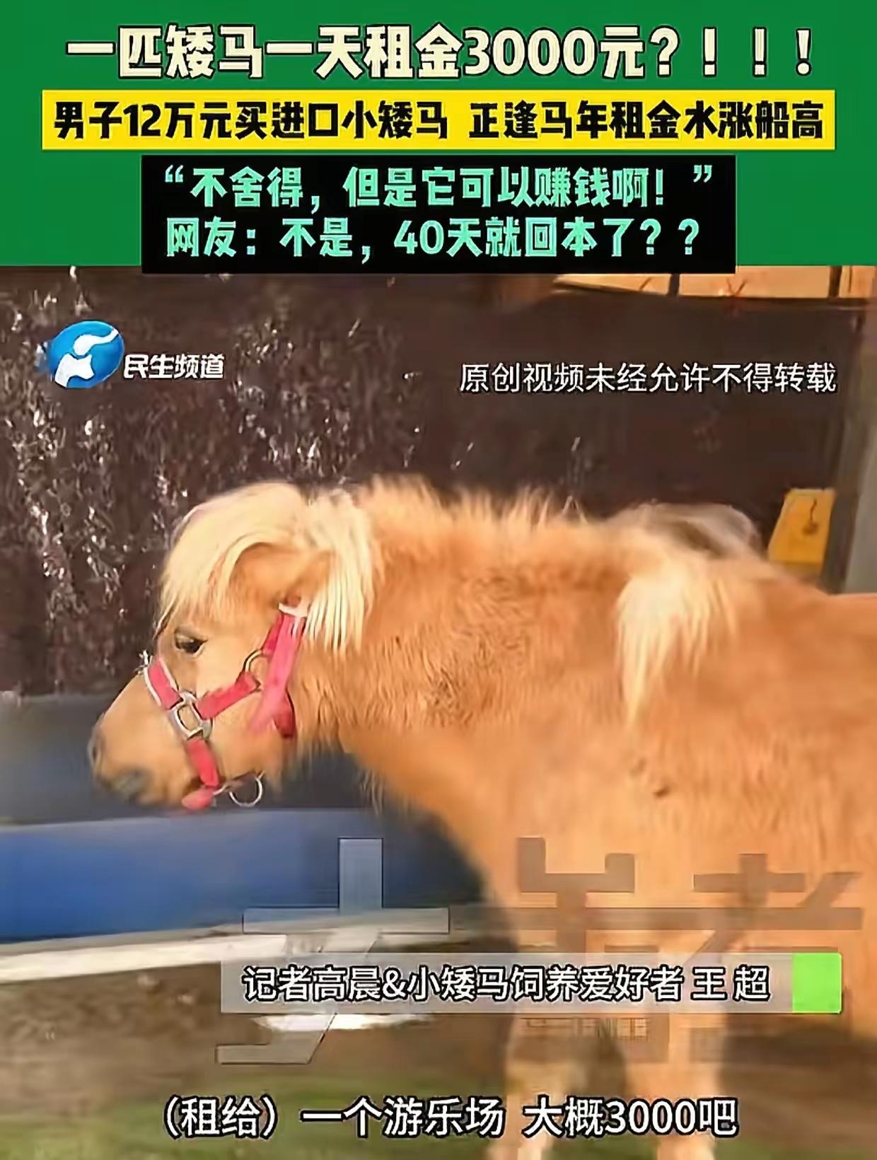12万买匹小矮马，一天狂赚3000元！网友惊呼：这哪是养马，简直是印钞机？真相却