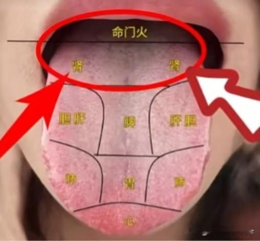 注意！注意！今日不忙，公益看舌象，挑战年前看666个舌象 ，你发我看，结果马上出