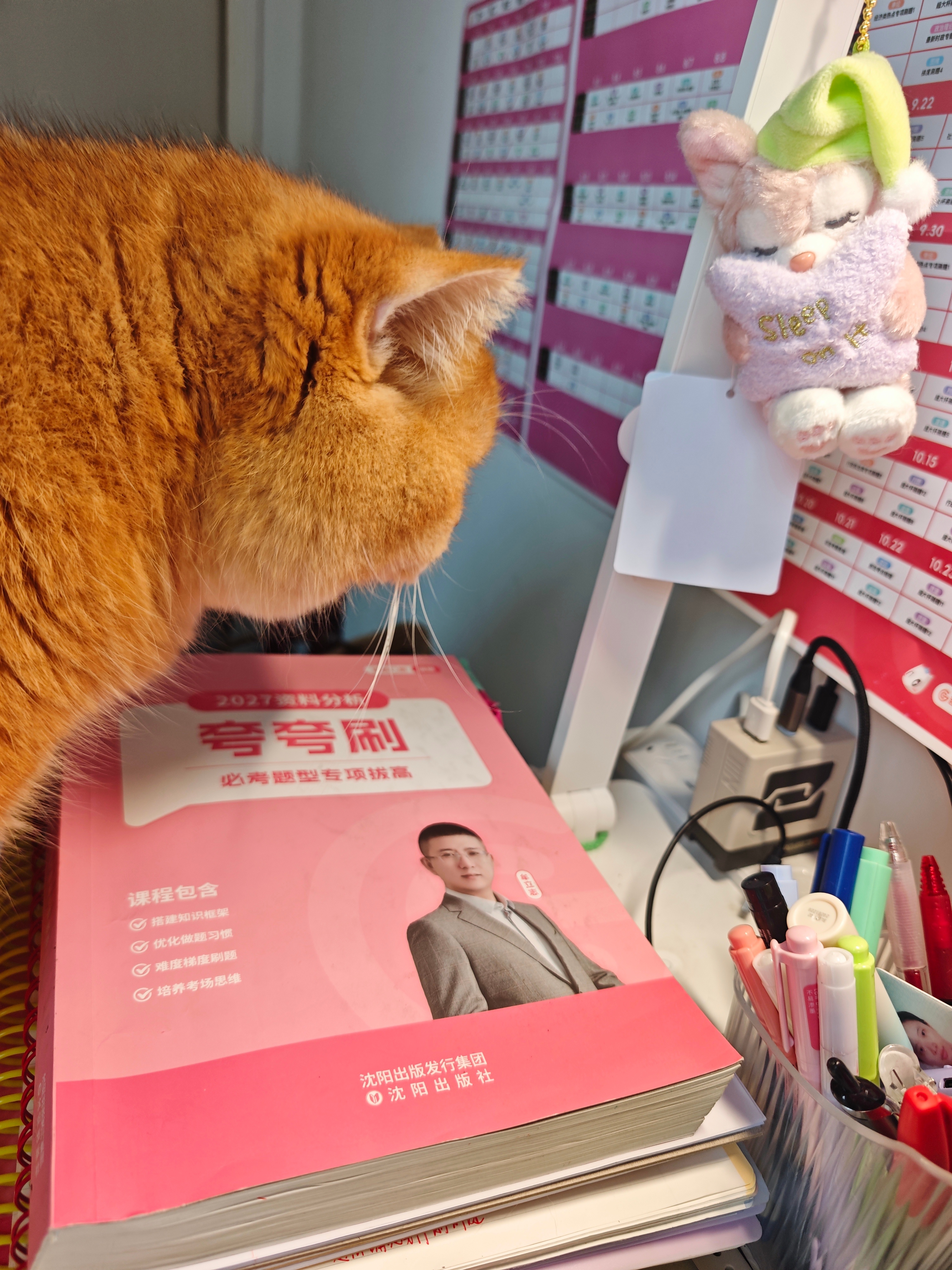 此猫一直跳上我的书桌想偷冻干 ​​​