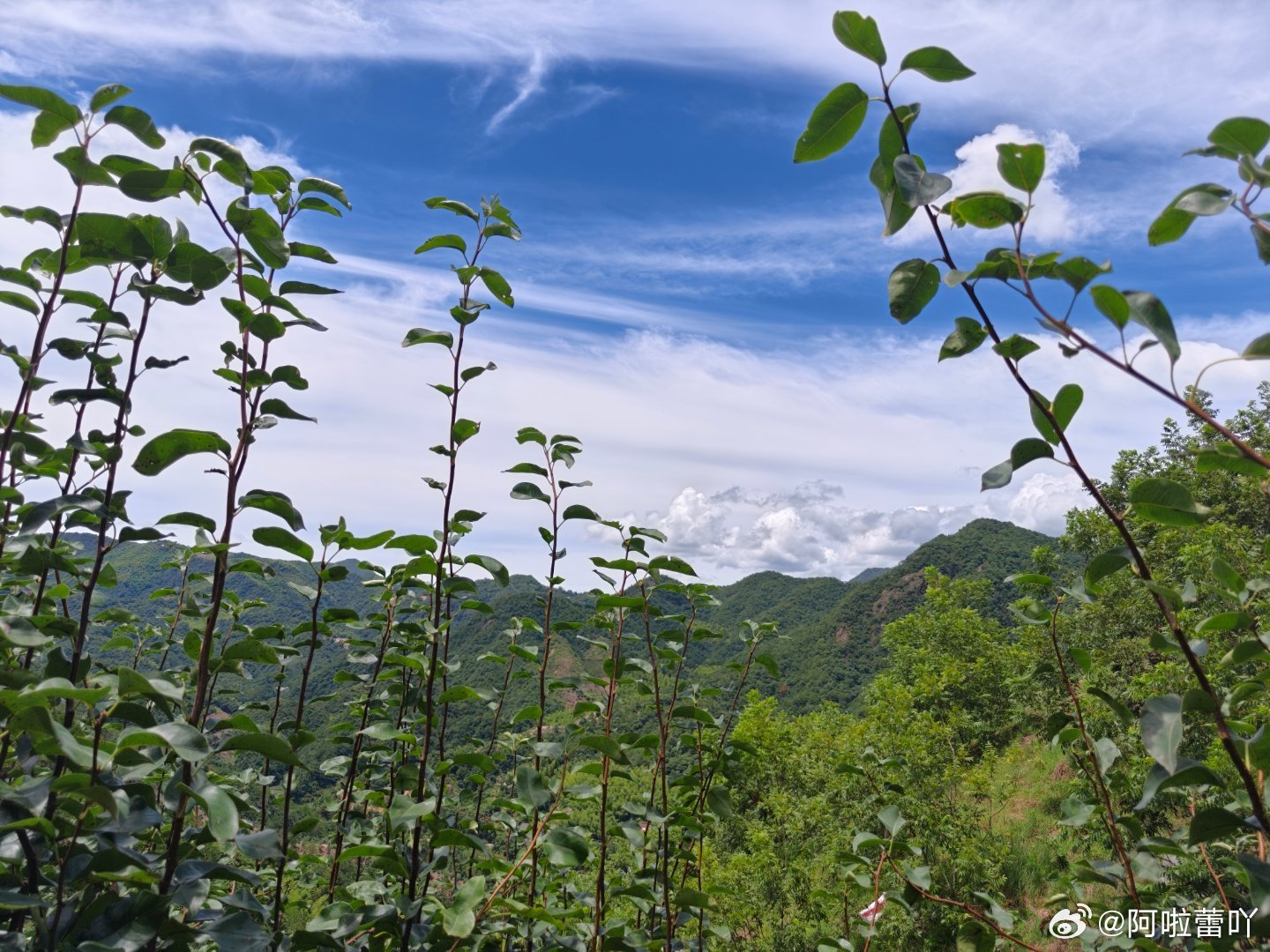 来到黄金梨的山上，风景不错 