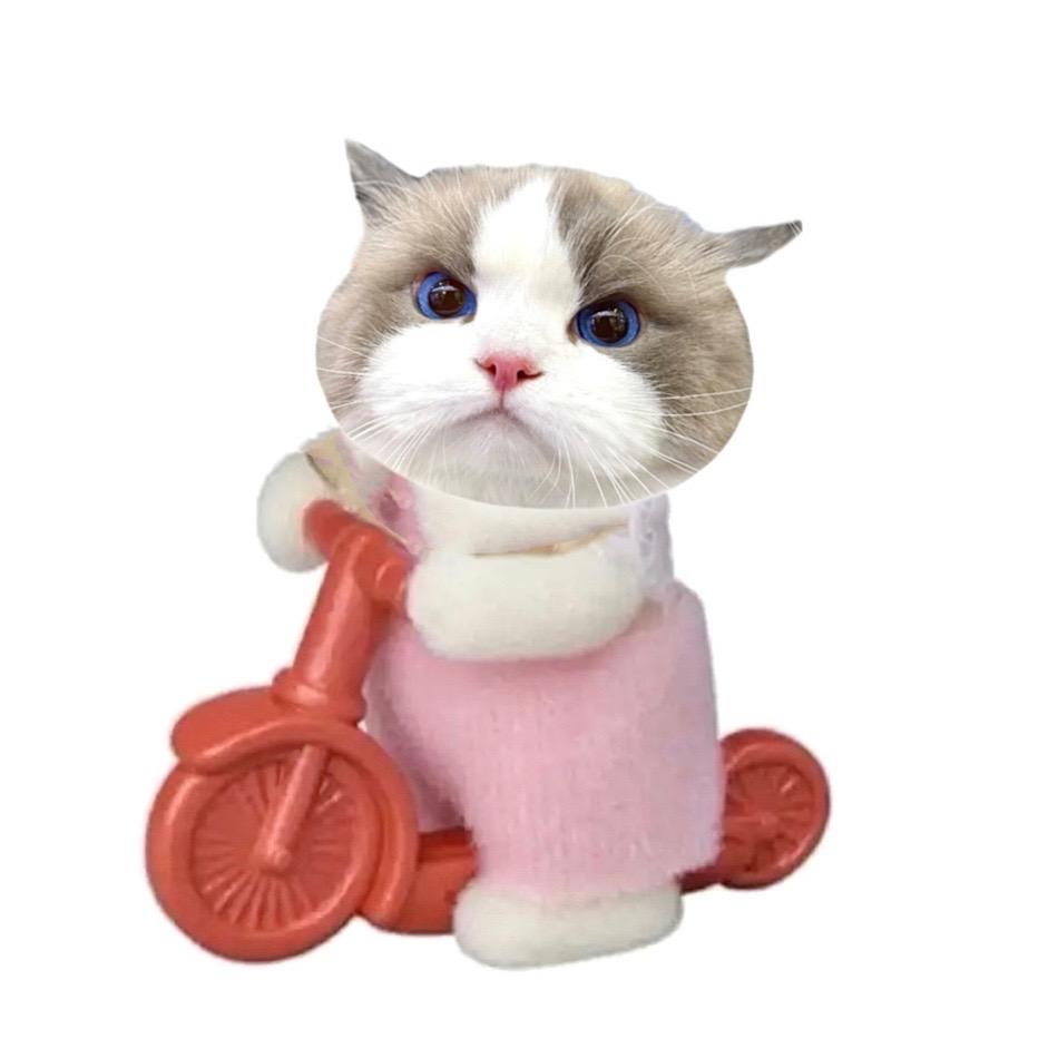 宝宝真的不是毛绒玩具吗。可恶 又被可爱到了 他真的好像只玩具小猫啊