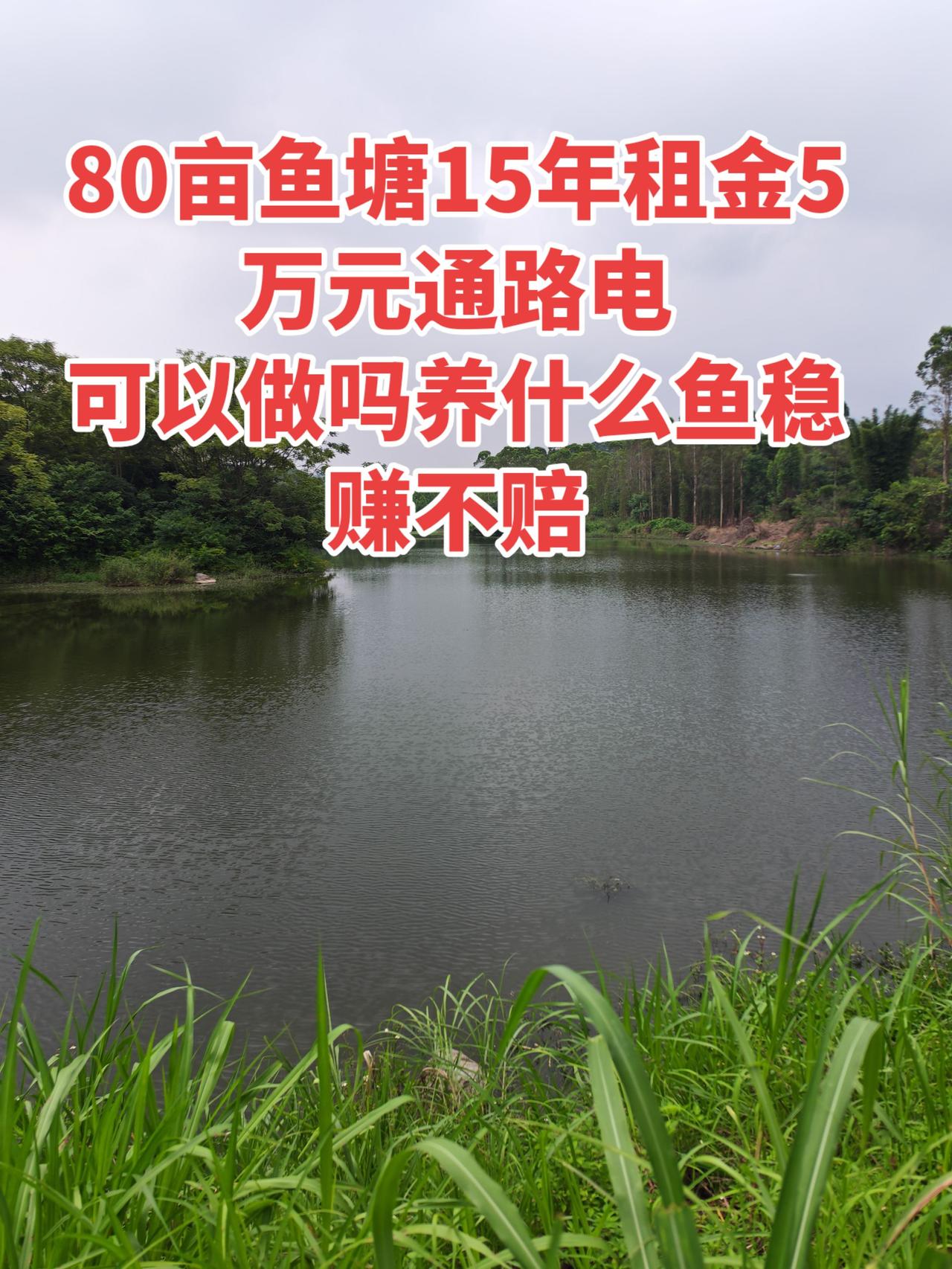 这样的鱼塘，你们敢做吗？主要养什么鱼，稳赚不赔养鱼日记 养鱼 乡村生活 生活 农