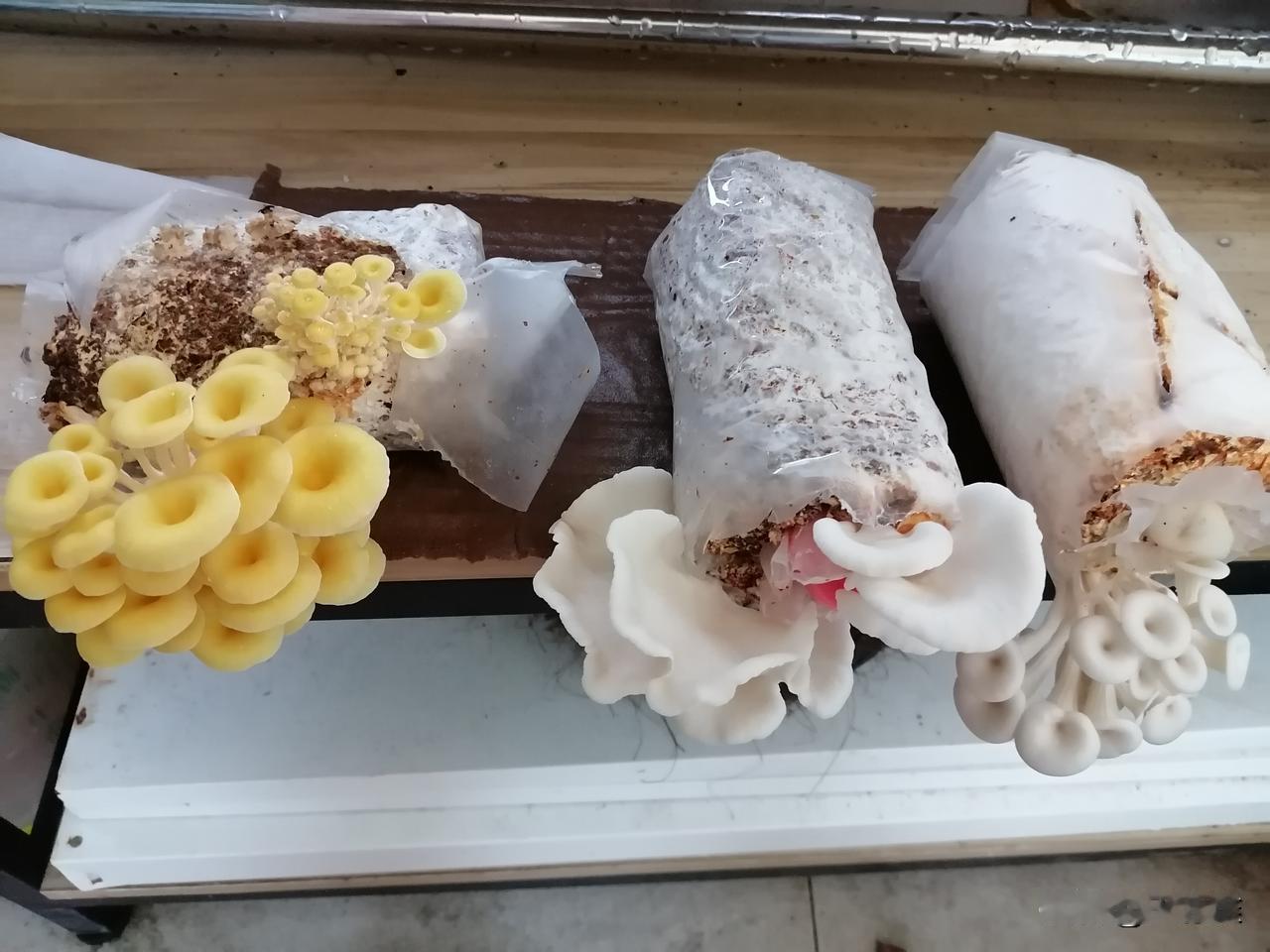 退休第655天，早安。

这两天外面下雨，我发现，蘑菇放在阳台的置物架上，算是释
