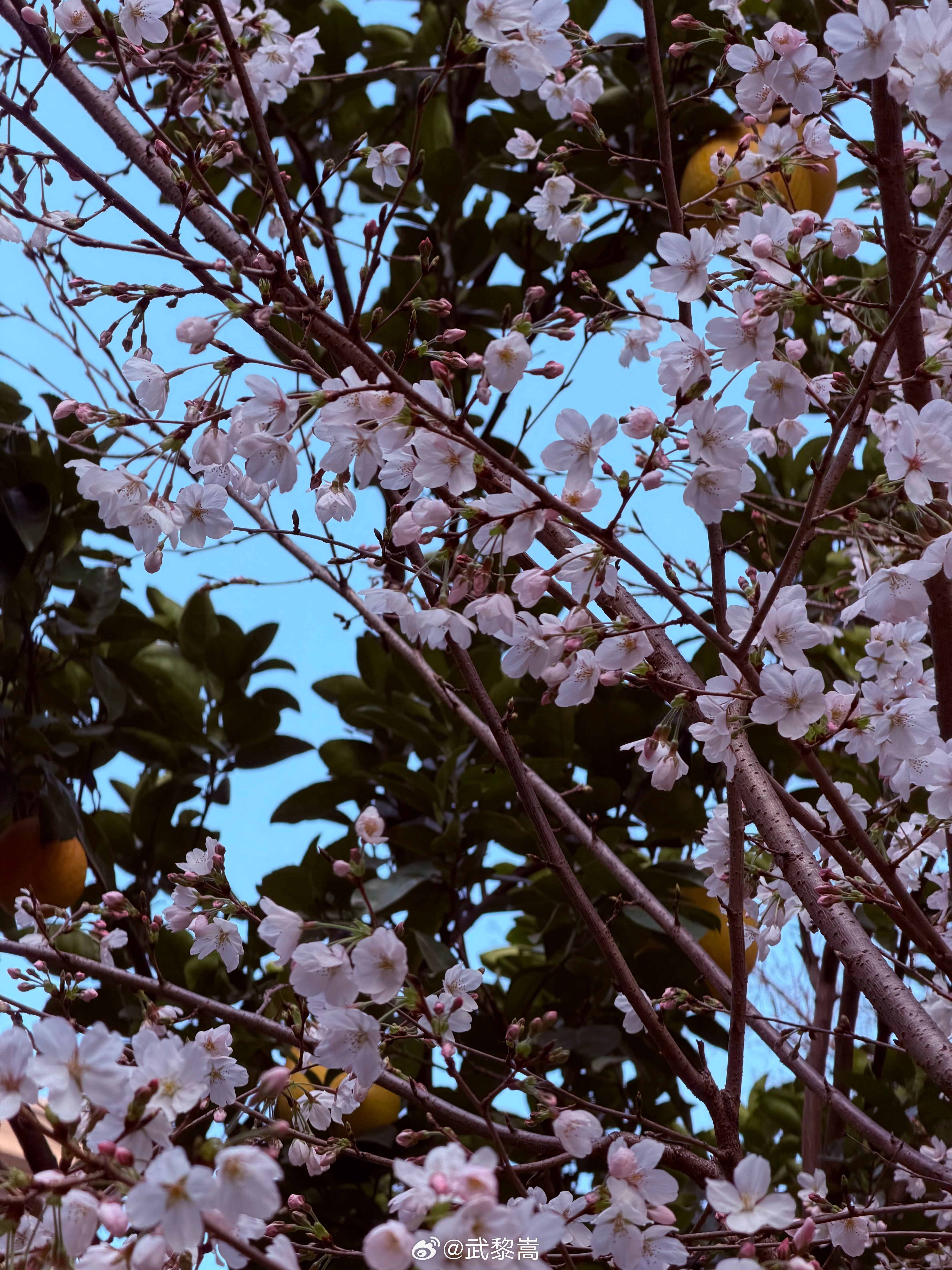 昨天清晨，看到楼下的花开的正浓，去年的文旦映着今年的春红，看花的还是去年的人。。