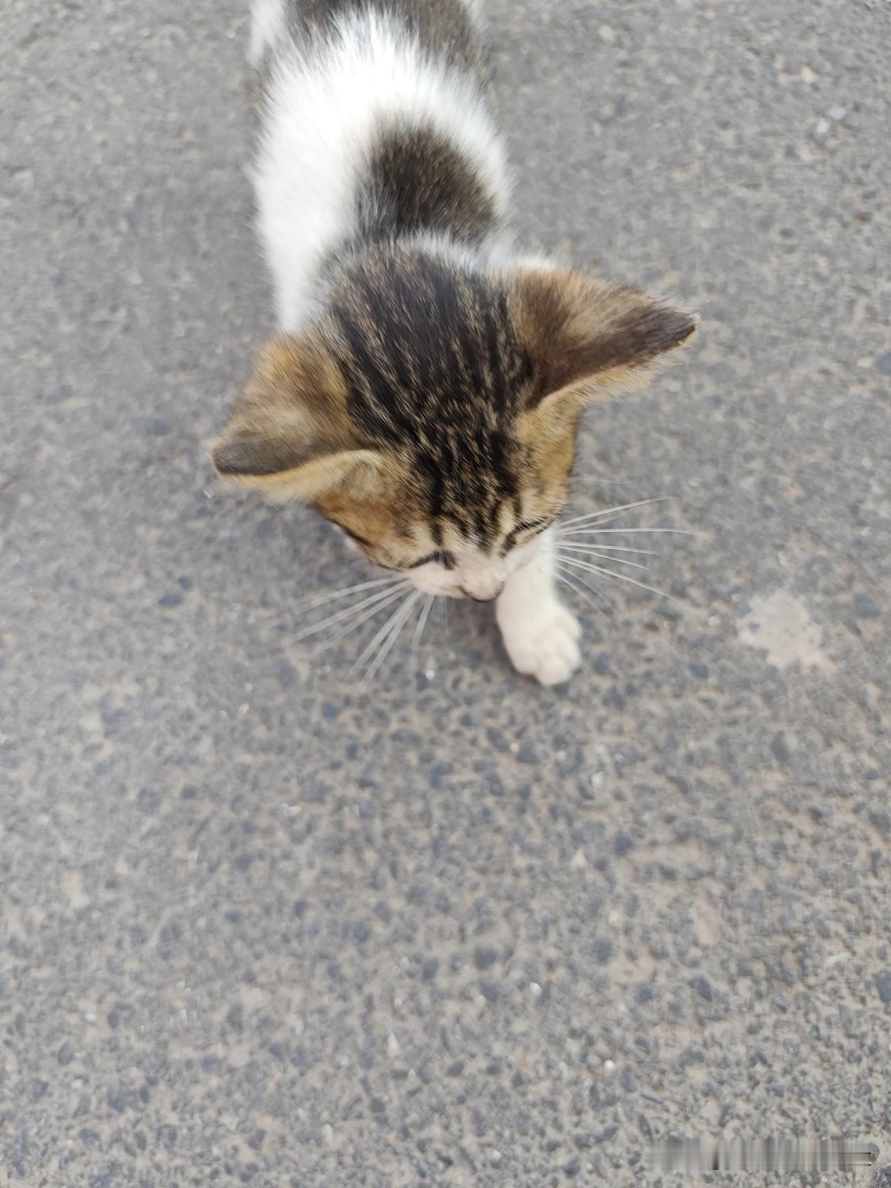 路边偶遇一只小奶猫，乖乖低着头慢慢朝我走过来，毛茸茸一小只，斑纹软软乎乎的，细细