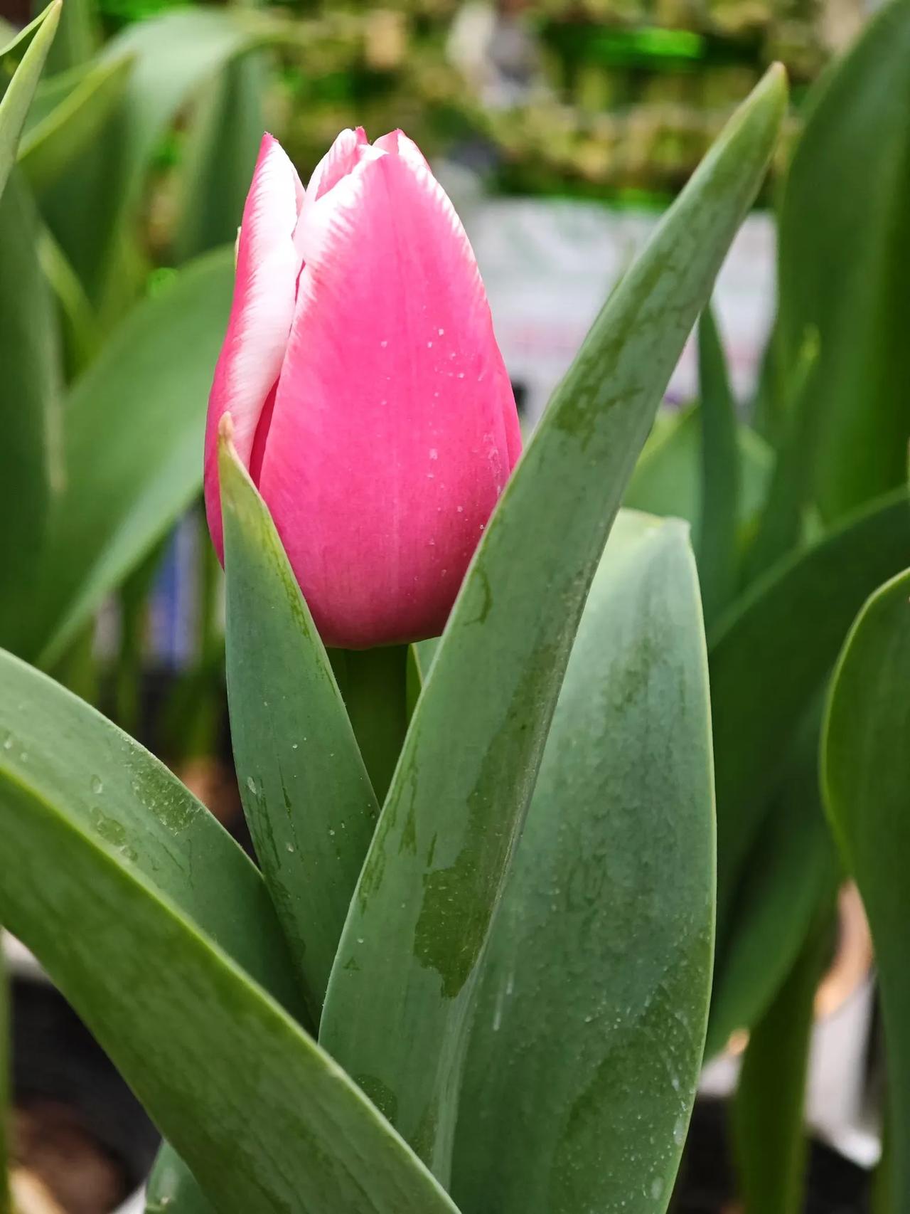 春日来信：郁金香
 
郁金香，百合科郁金香属的多年生草本花卉，原产于土耳其、伊朗