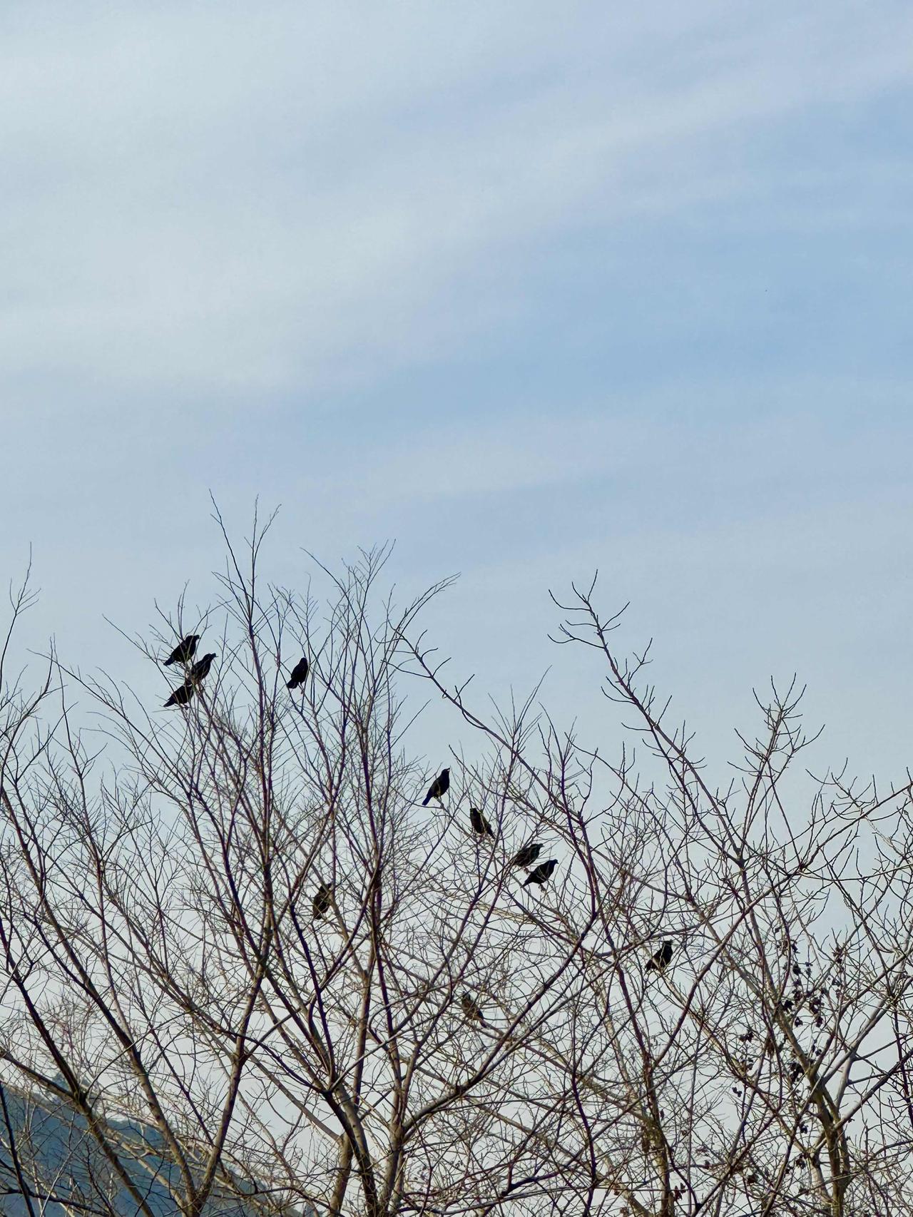 分享一张你最近随拍的照片生态环境好了，鸟也多了。