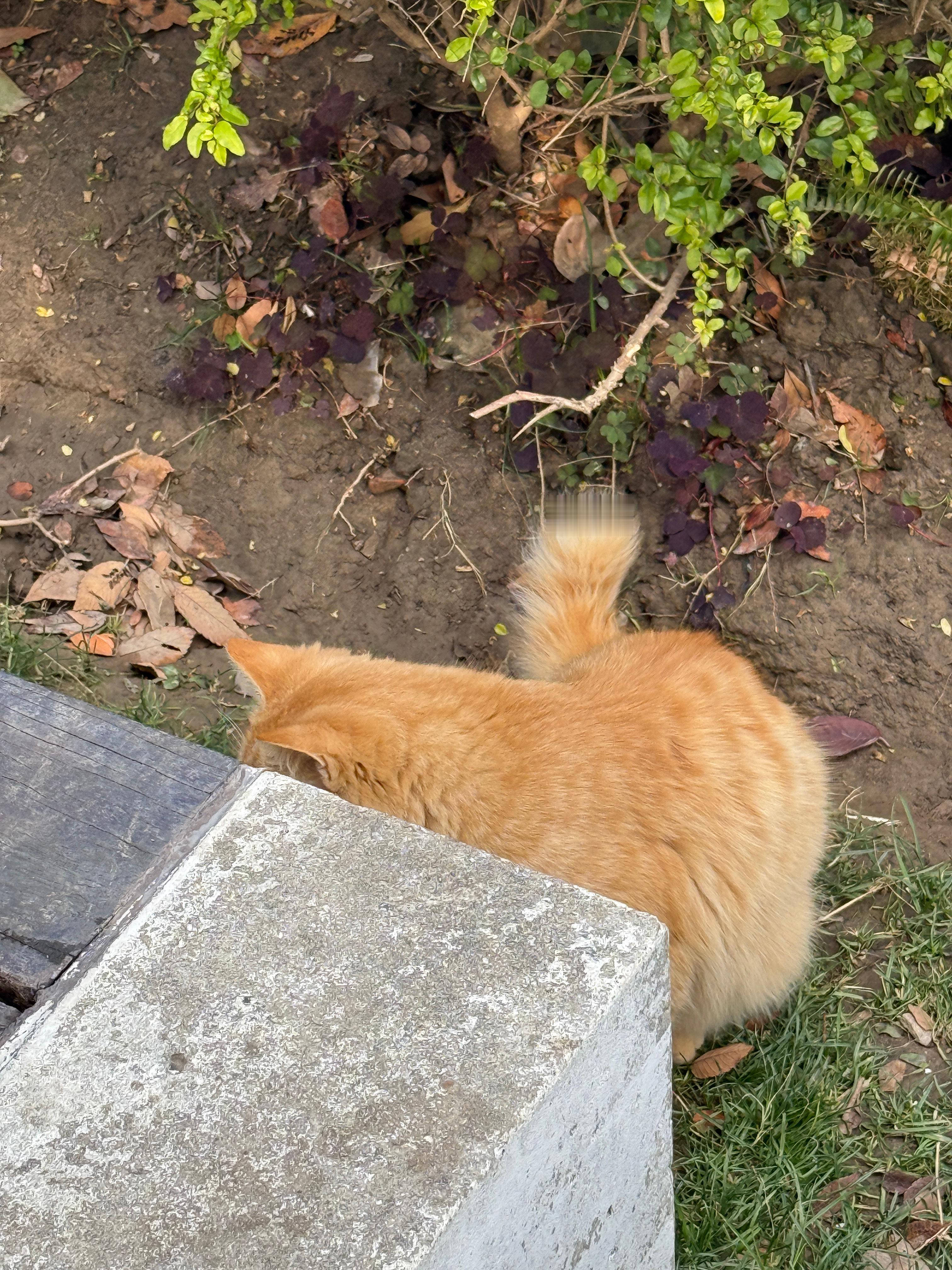 长毛小橘猫好帅啊！拜见咪咪大王！🐱 