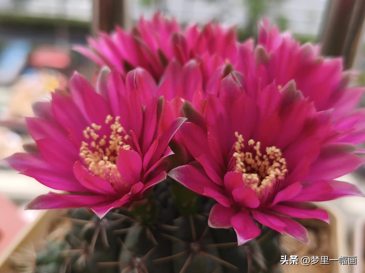 仙人球都是下午开花吗?仙人球开花时间并不是只在下午，但正午时的阳光充足一样爆花。