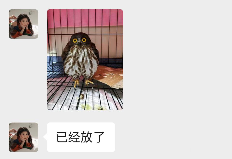 #鸟粉投稿# 动物医院的🏥【北鹰鸮】🦉（二保护鸟类孩子呆滞的眼神傻乎乎的🙊