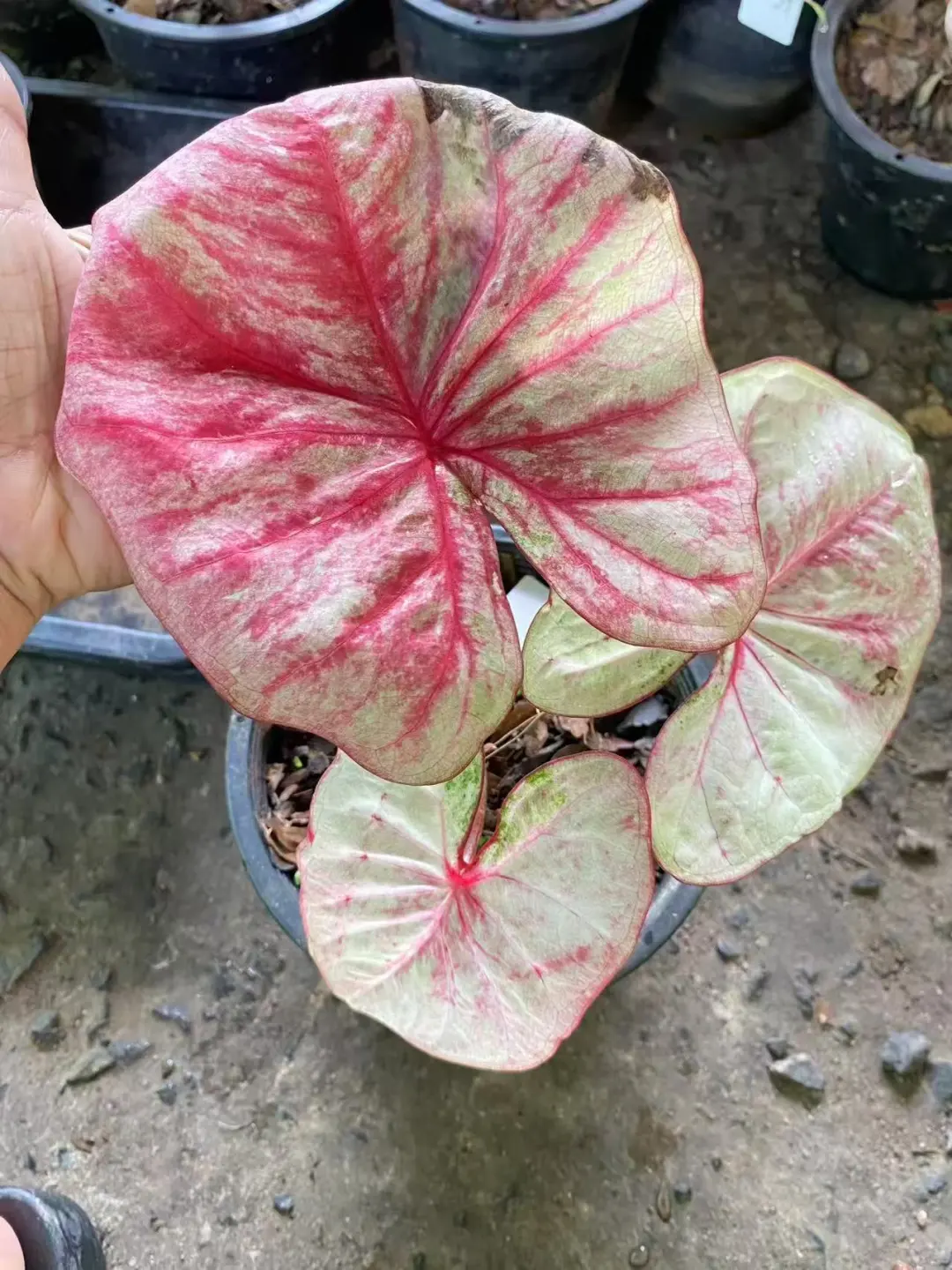 为节省大家的宝贵时间