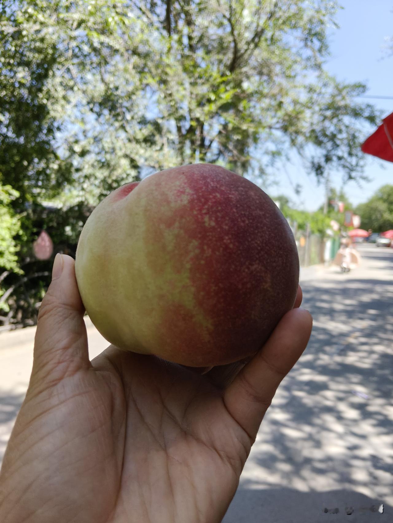 昨天去兰州市安宁区黄家滩村路过一家桃园，一个大爷客气的让我们到桃园里看看，说买不