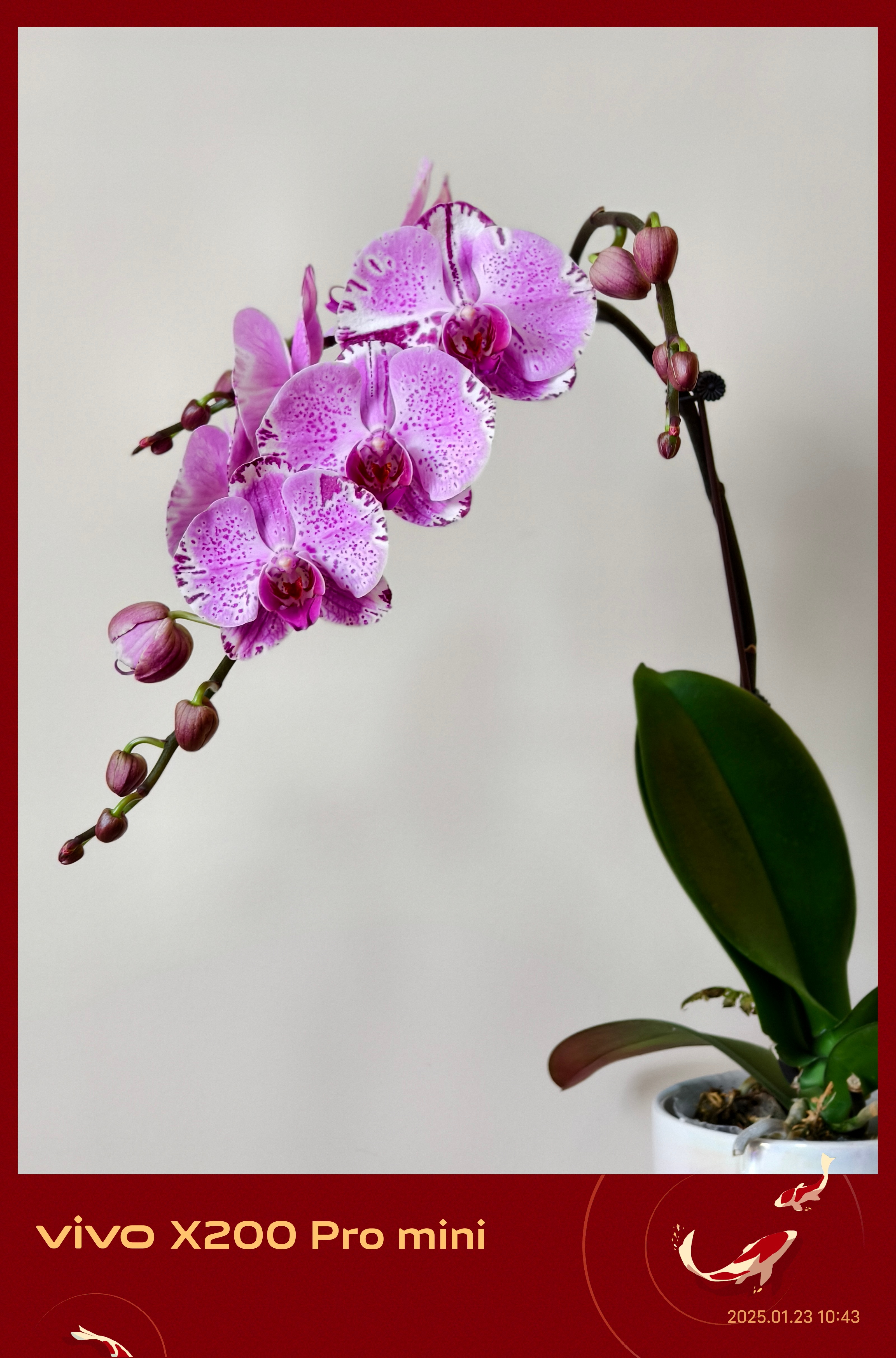 今天是南方小年祝大家小年快乐[心]点赞6个红包🧧 