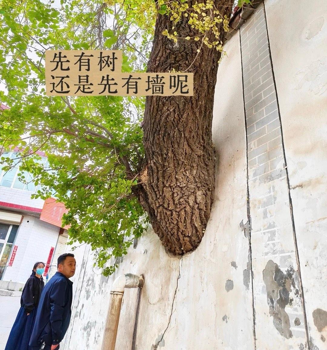 有树在先还是有墙在先？ 