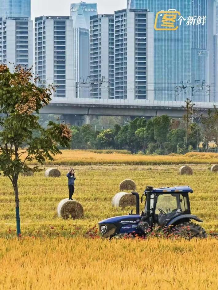 最近杭州的一些稻田火了，因为里面出现了大量“瑞士卷”。钱江世纪城亚运村东侧的“稻