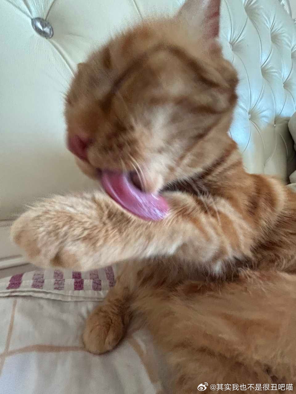 50370【丑猫】朋友说很萌但我觉得丑猫bot爱看 