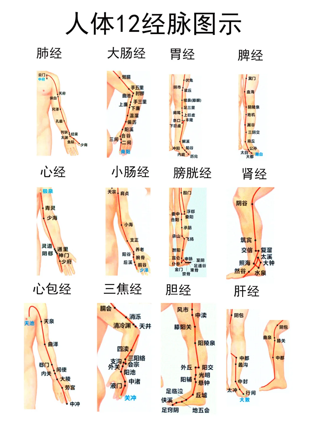 人体12经脉高清图，养生美容穴位汇总