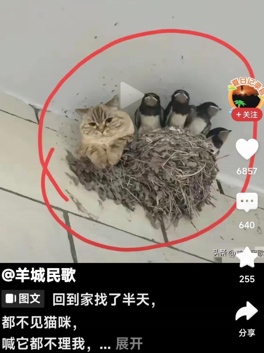 见过“鸠占鹊巢”的，还没见过“猫”占鹊巢的，太逗啦~~~
该猫咪🐱的主人回家后