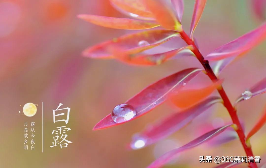 老话说：早白露湿漉漉，晚白露凉飕飕。
2026年白露交节时间是9月7日晚上22: