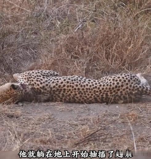 甘肃，农民唐某在山上放牛时，一头小牛失踪，找到时只剩半截身子，他怀疑被野兽给害了