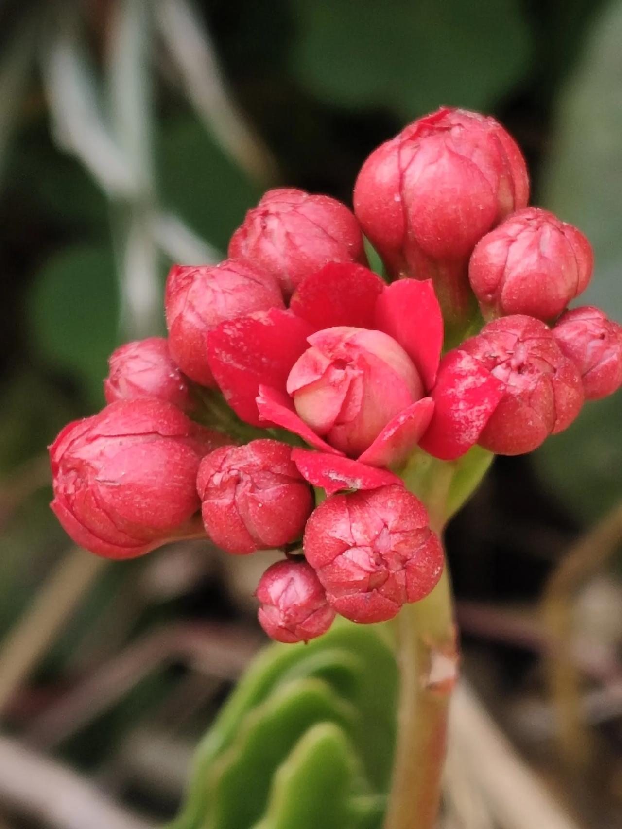 小狮子要健康成长！快乐生活！！