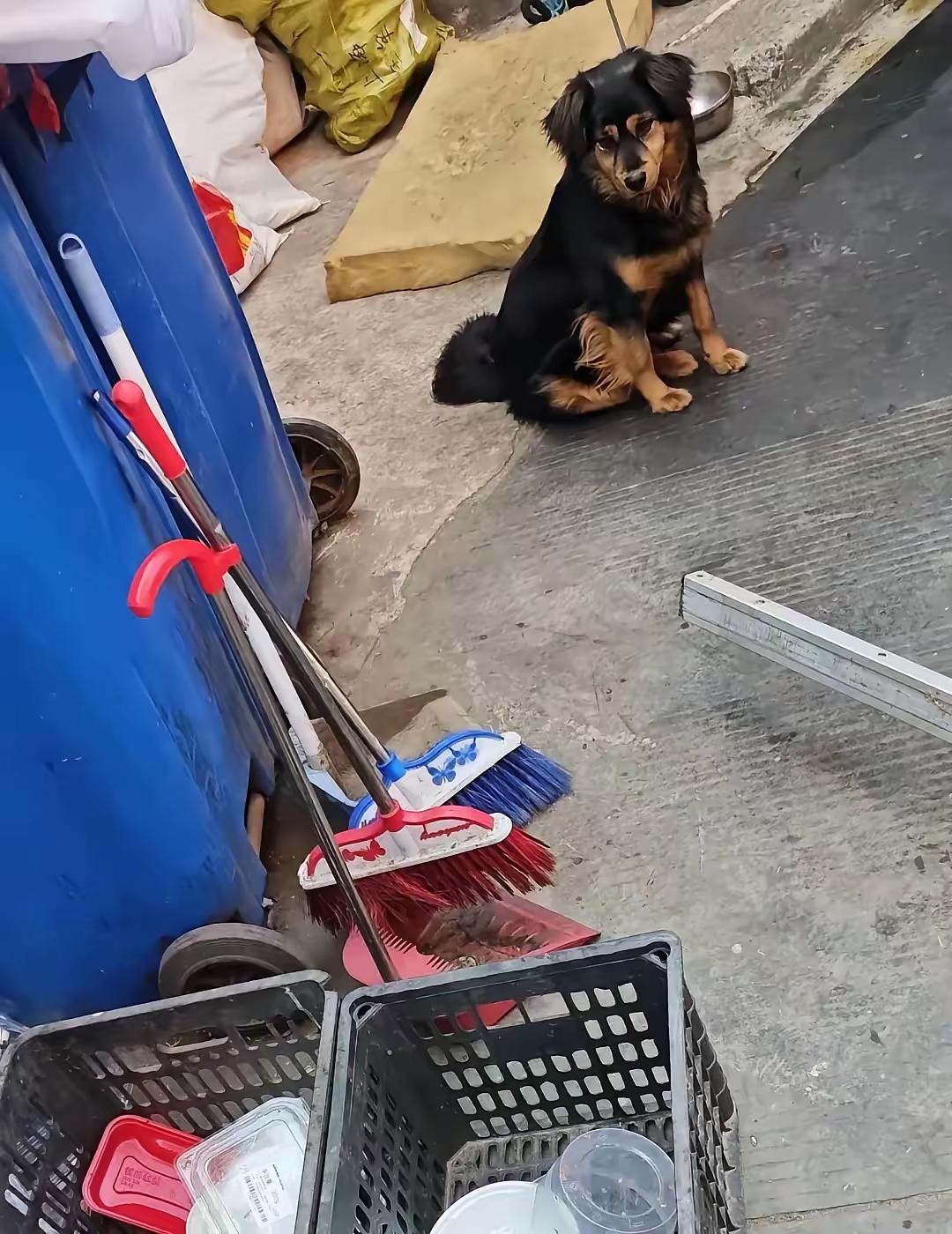 路边拾破烂的老头收养的流浪狗，老头因病去世，葬礼结束后，所有人都走了，狗狗被孤零