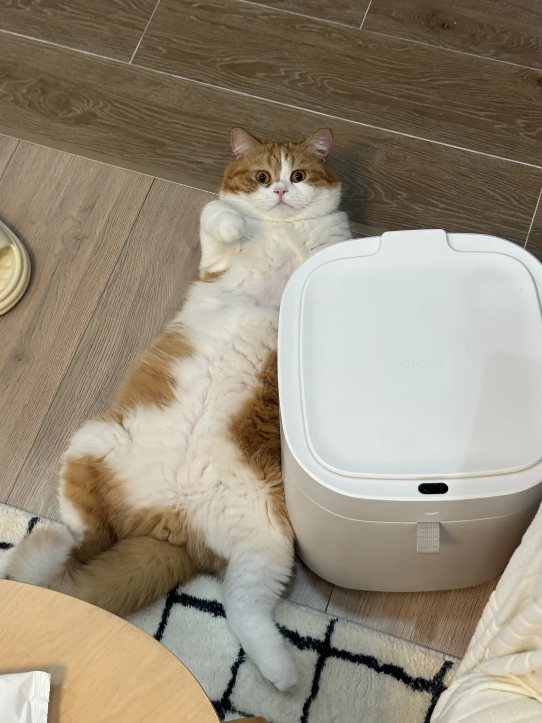 你在家做猫吧 妈妈粗门做狗了