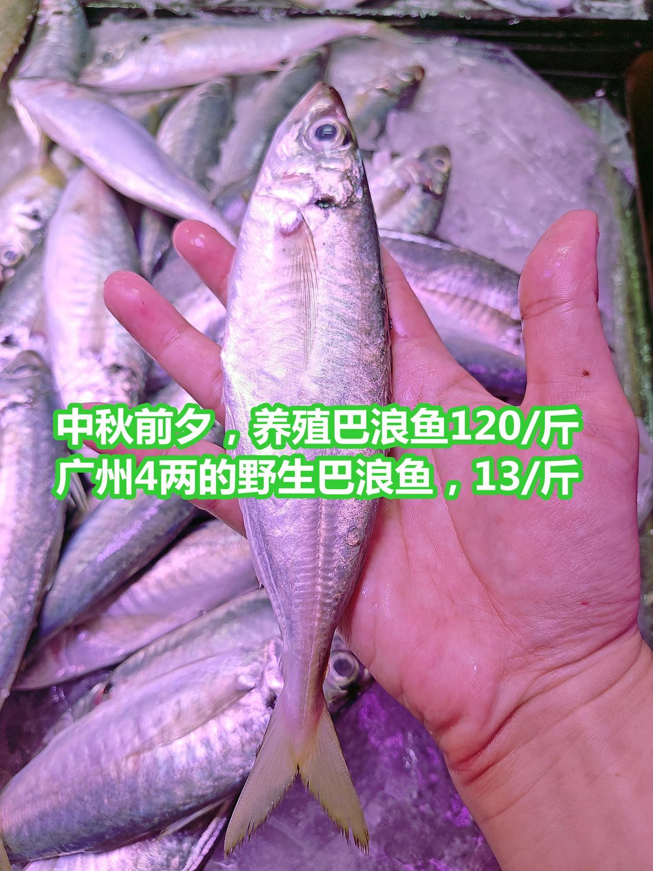 中秋价，养殖巴浪120/斤，野生巴浪4两13/斤