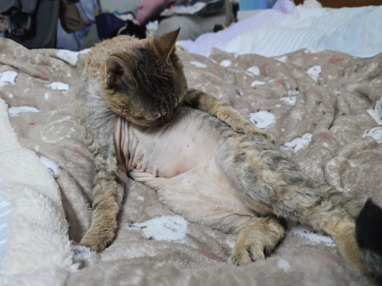 49557【丑猫】就这样丑丑地秒掉一切 