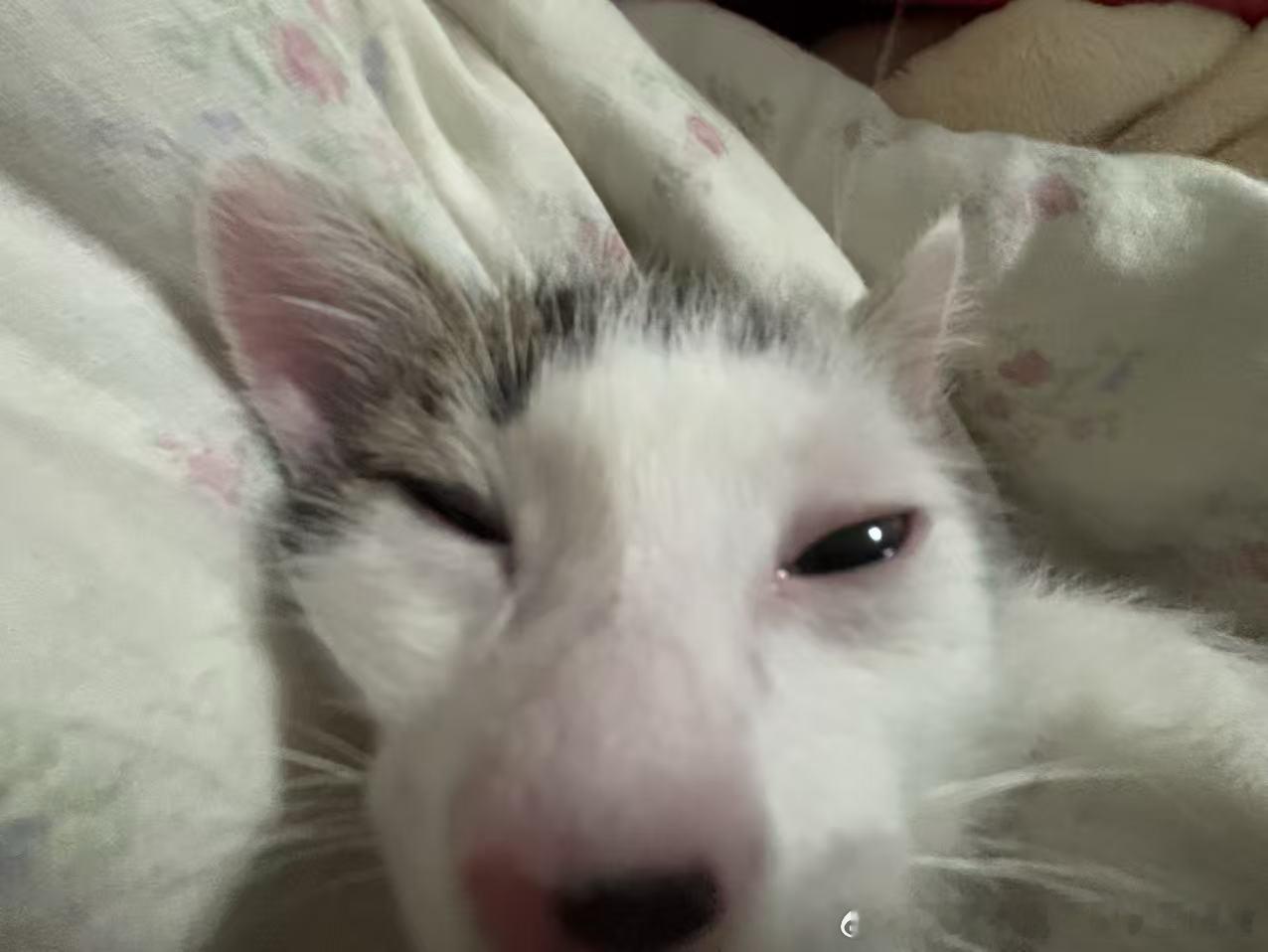 49791【丑猫】鼻屎猫 