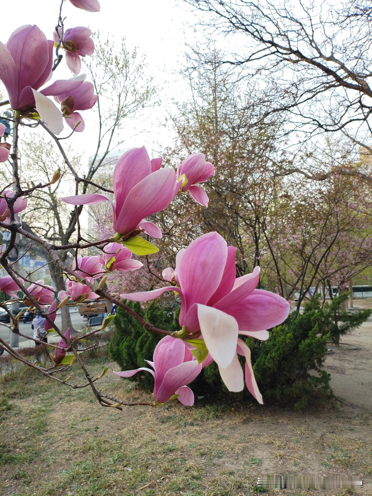 分享一张随手拍的花