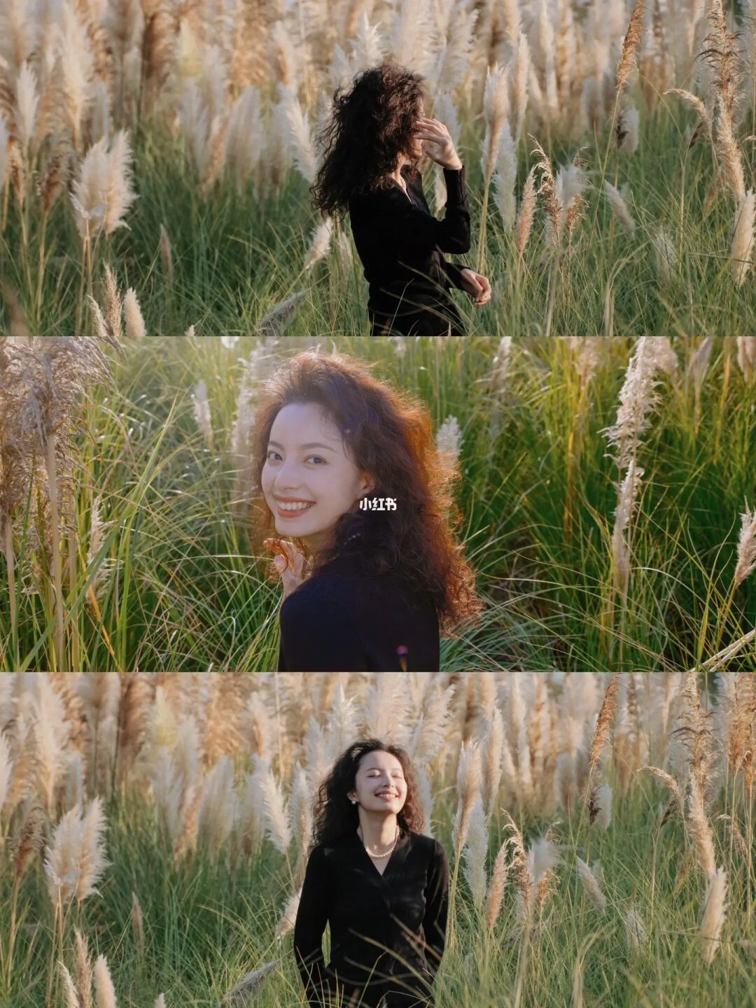 和秋天一起到来的芦苇，要多美有多美！