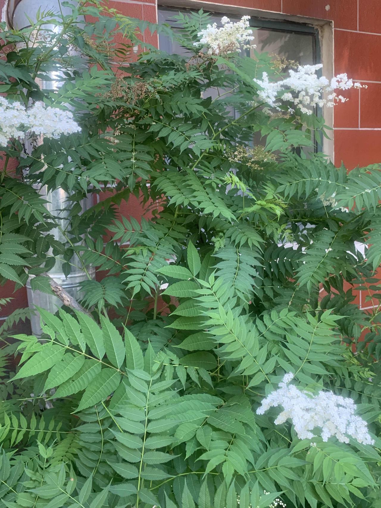 今天聊聊珍珠梅。
珍珠梅是蔷薇科灌木，花蕾像珍珠，花开似梅花，耐寒好养。
植株通