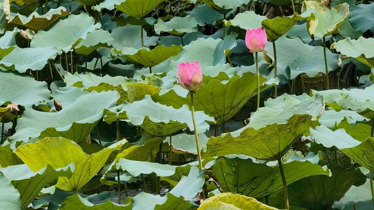 荷风拂过，一池清欢。夏日常在，温柔不败～寻美河南寻美中国