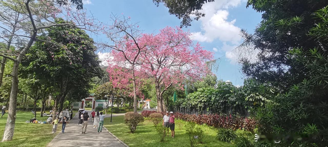 秋日里，美丽的异木棉树绽开了如诗如画的花朵，让人陶醉在这浓郁的美丽之中。

在微