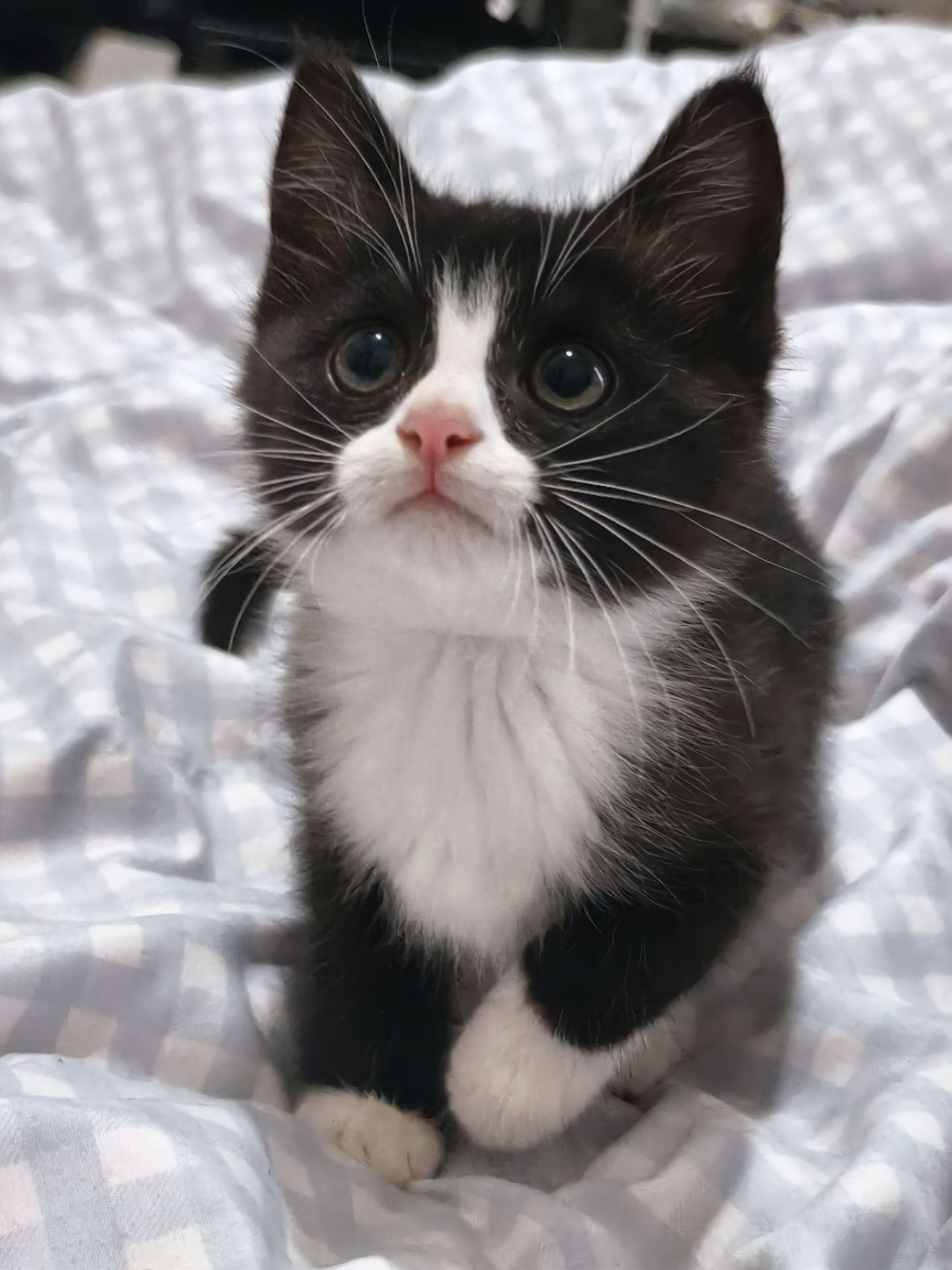 小猫起飞准备中 