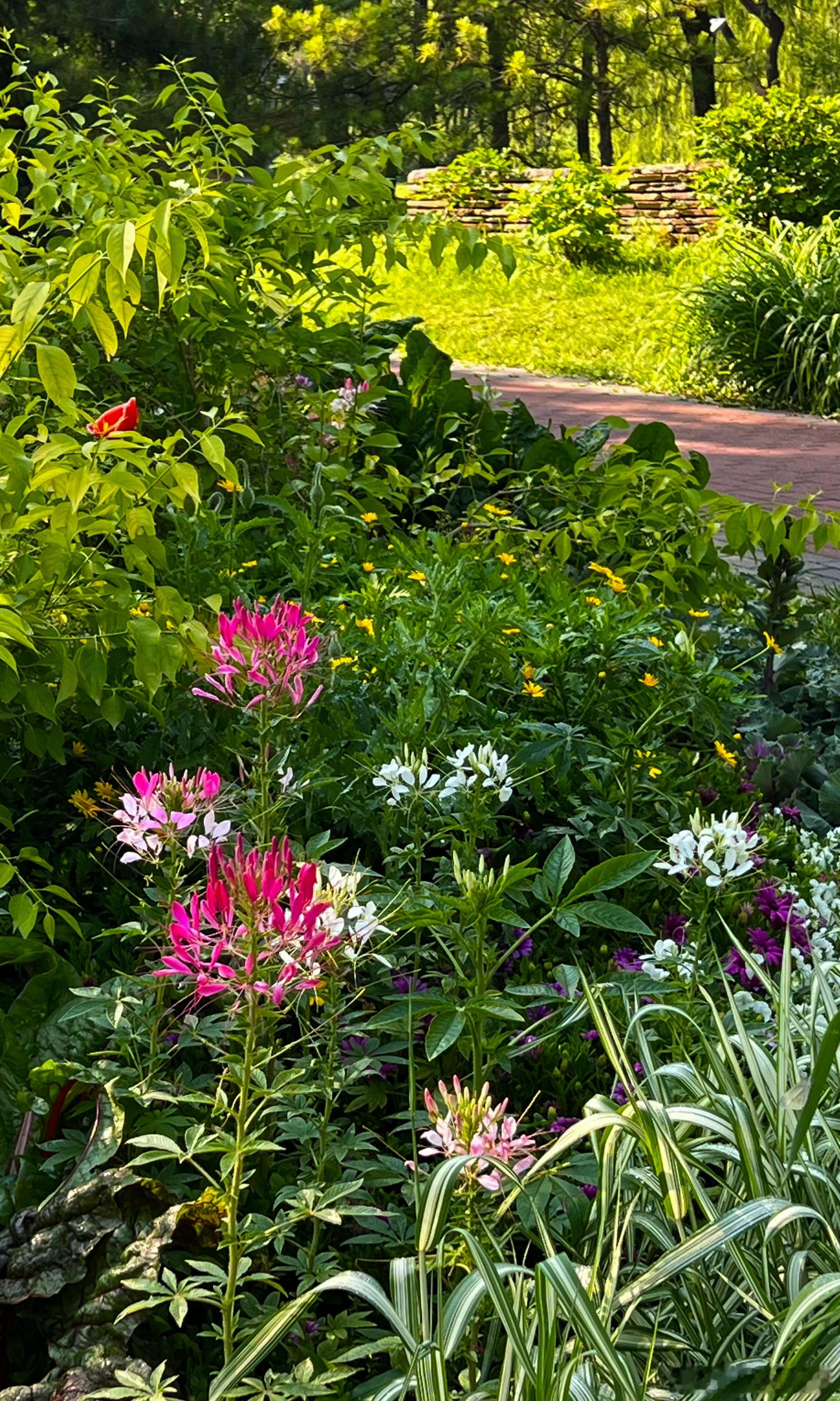北京海淀公园 醉蝶花开摄影​​​