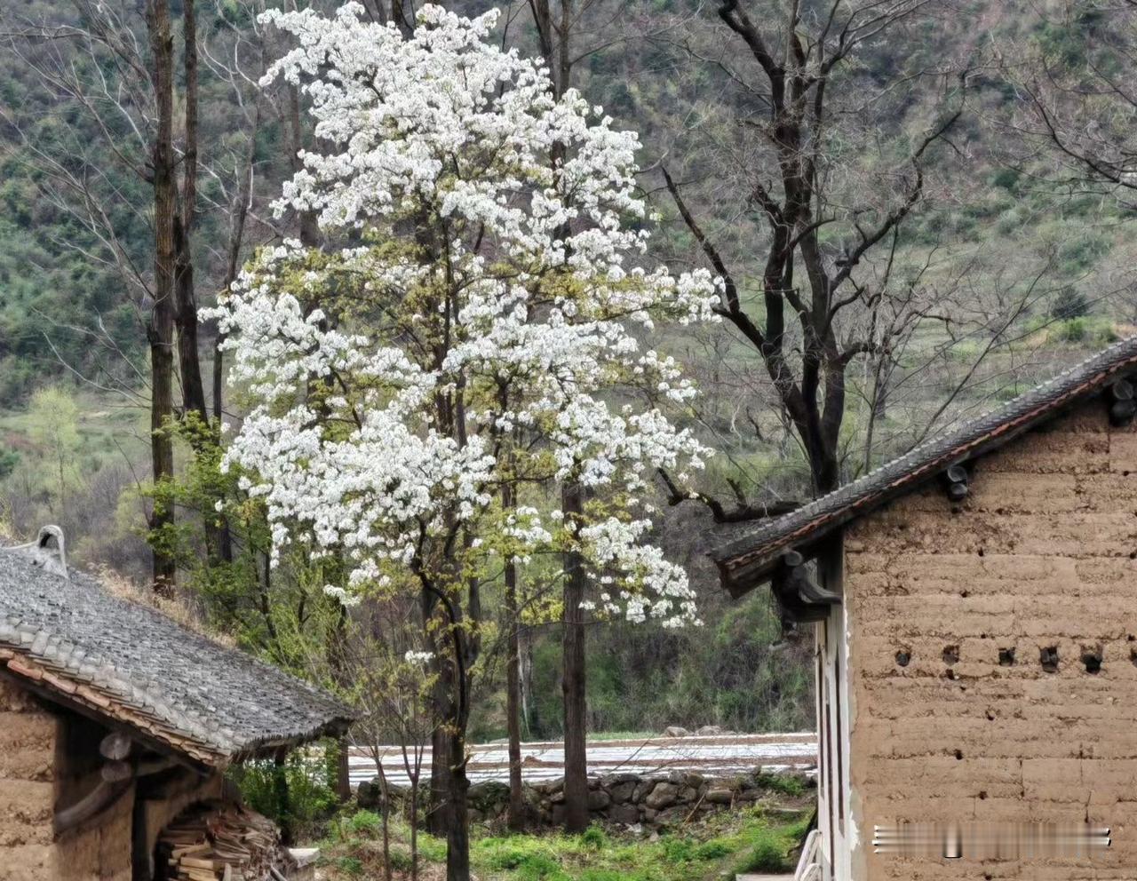 春日马村，花开如雪，静谧如画