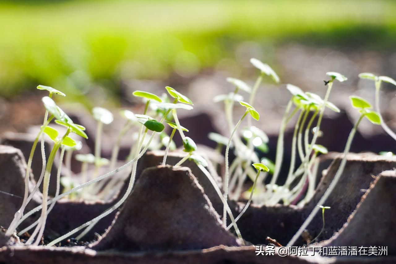 发芽了🌱 
隔离新生活，开始培育一个房车蔬菜园
能看出我都回收改造了哪些东西，