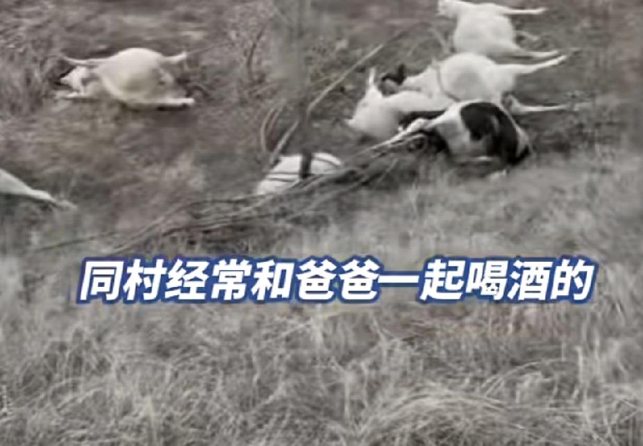 太可恶了！12月26日，山西晋中的赵女士发视频称家里120只羊被毒死，警方一天破