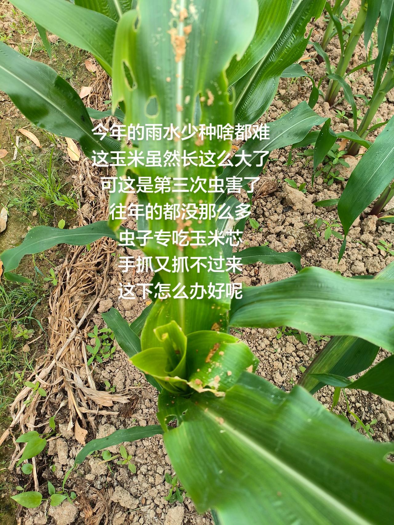 今年的雨水少种啥都难
这玉米虽然长这么大了
可这是第三次虫害了
往年的都没那么多