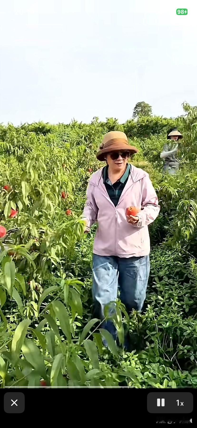 昨天，厉怀远和妈妈，老姨，二姨一起在桃园摘桃子！又红又大的桃子让人爱不释手！厉怀