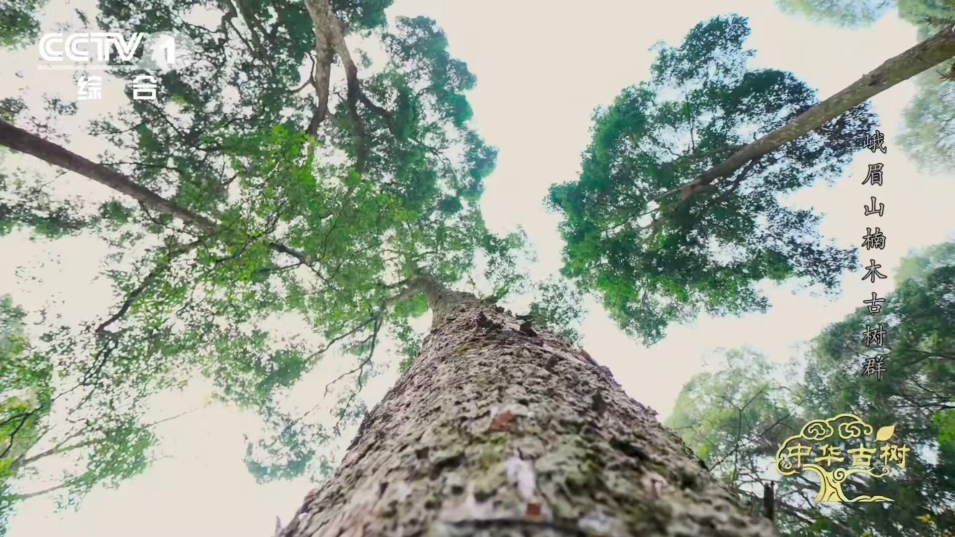 峨眉千年楠木王有十几层楼高峨眉山有座会生长的露天博物馆它是楠木王，也是圆心笔。当
