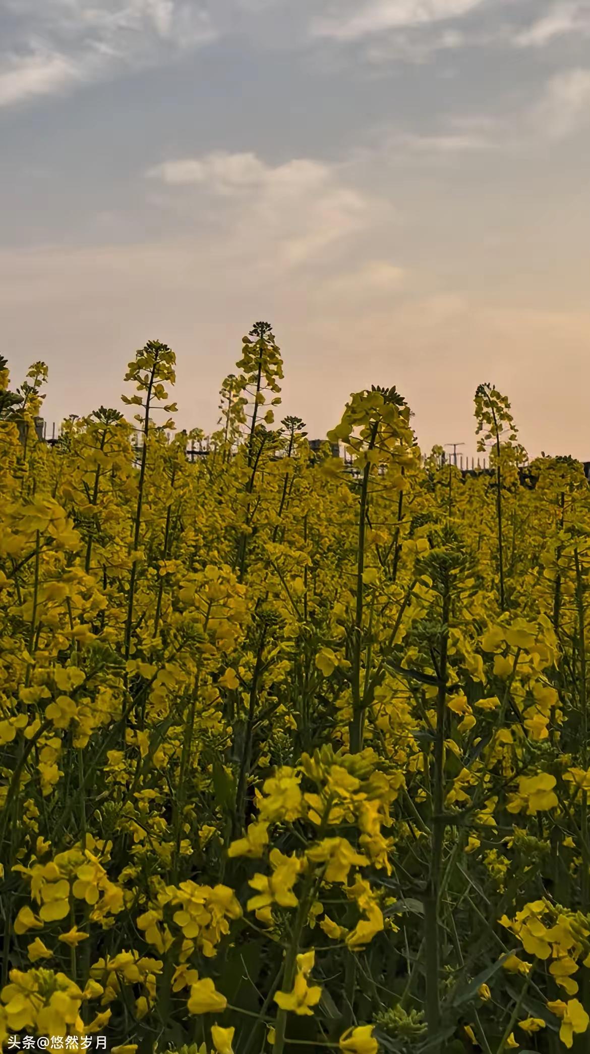 世界上最好的15个免费医生
1、第一，早睡
不用花一分钱，却能修复你一天的疲惫，