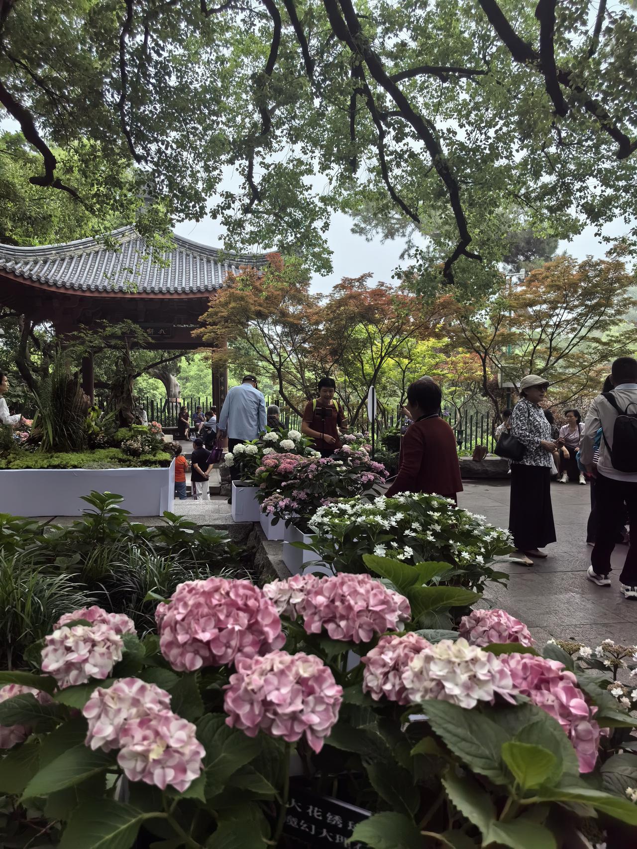 绣球人间