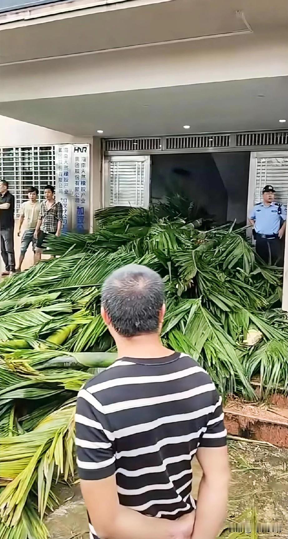 海南海胶集团砍了农民槟榔，农户把砍的槟榔拉到公司门口讨要说法。破坏人民财产没人管